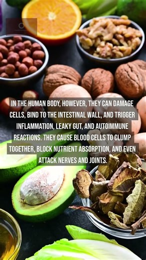 Lectins: The Toxic Secret of Plant Foods