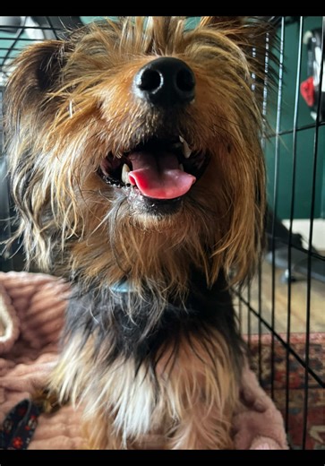Arco the Yorkie has found his forever home! Follow his journey #arco #yorkie #yorkiesoftiktok #fyp #puppy #rescue