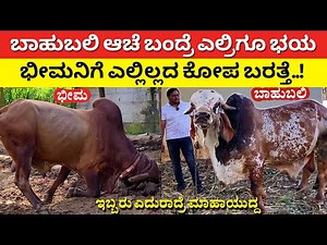 ಇಬ್ಬರೂ ಎದುರಾದರೆ ಮಹಾಯುದ್ದ | Gyr cow farming in Karnataka desi nati hasu dairy farm Gir cattle Kankrej