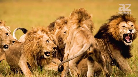 The Most Leathal Lions In History Were a Fearsome Pride
