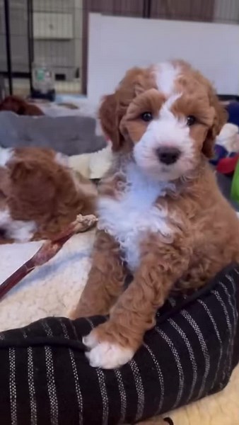 Who will love to adopt one? #cavapoochon #cavapoochonpuppy #cavapoochonsoftiktok #cavapoochonpups #cavapoo #cavapoopuppy #puppy #puppytiktok #puppies #puppiesoftiktok #redcavapoo #redcavapoochon #foxredcavapoo #foxredcavapoochon #dogmum #dogsoftiktok #cutepuppy #fyp