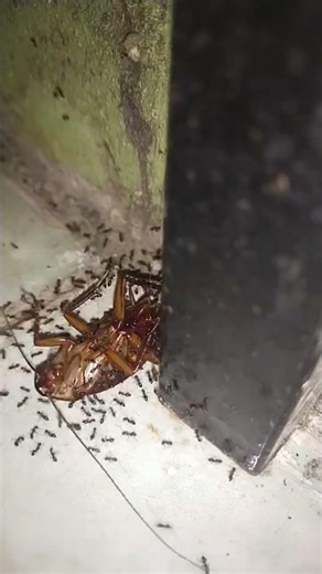 cockroach eaten alive by black ants