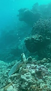 Did you know turtle can do this #reels #turtle #sea #animal #foryou #OMG #fyp | Animal Life