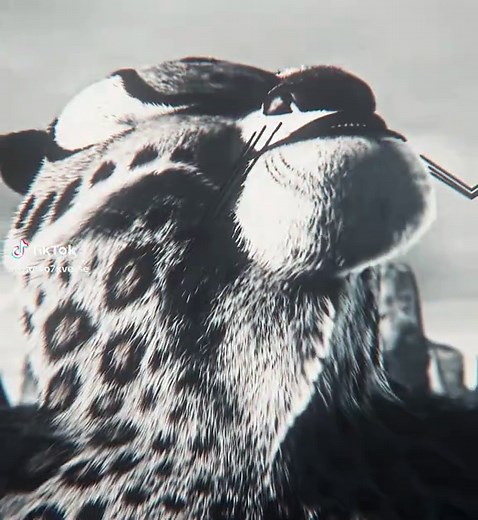 Tai Lung: The Ultimate Power and Strength Explained