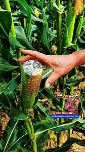 🤫 A hidden trick for protecting corn cobs… 🌽 #FarmSecret #HiddenTrick #CornHack | Lou N Purple Garden