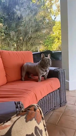 super funny speaking aka screaming French bulldog Frenchie #dogsofinsta #dog #funny #frenchbulldog #reaction comedy fun | minniecantalk