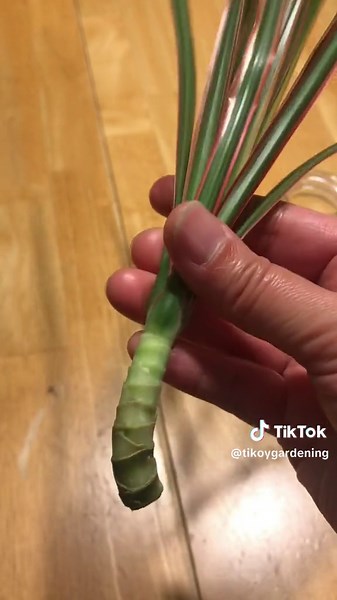 I cut my old dragon tree into stem cuttings to propagate. 😱 See what happened to it. 🤔 #DragonTree #Dracaena #MadagascarDragonTree #DragonTreePropagation #DracaenaPropagation