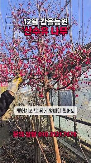 12월 갑을농원 '산수유나무'#산수유#산수유열매#산수유나무#산수유묘목#산수유나무관리법#산수유나무키우기#경산농원#경산묘목단지#경산묘목특구#경산정원수#경산과실수#갑을농원