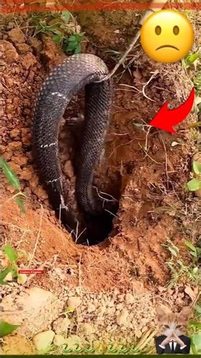 Rescuing a Cobra from the middle of the farm! Watch till the end 😱🐍