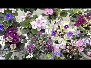 African Violets in February 2024 - Part 3 - Miniatures