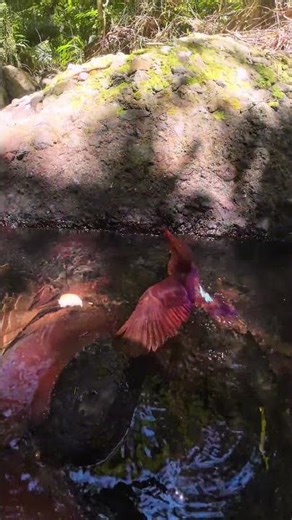 First time seeing a bird like this — nature really creates amazing colors #birdlab #fyp