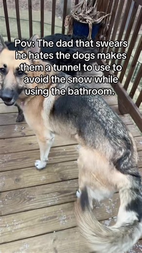 Dad Builds Snow Tunnel for Dogs During Winter Storm