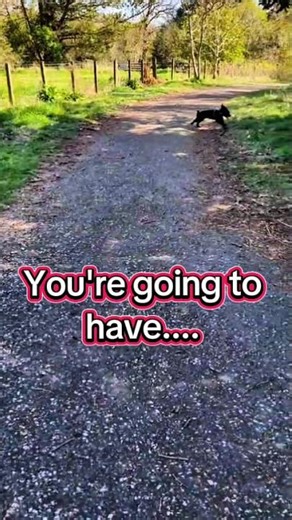 Walking a working cocker spaniel !#Working Cocker spaniel puppy