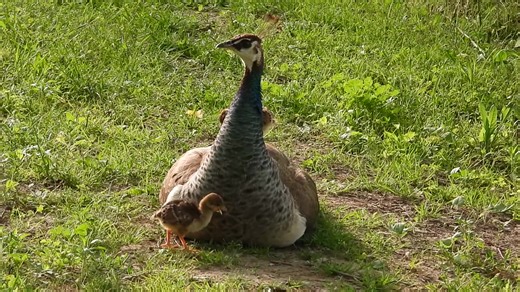 100K views · 3K reactions | This peafowl hen was blessed with 10 chicks that hatched. It's the end of the day and It's time to go to bed. But where are the other eight chicks you are probably wondering. Did a predator get them? No. Are they hanging out with dad? No, only the hen raises the babies. Take a guess or watch and learn. | Shalom Wildlife Sanctuary | Facebook