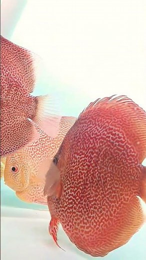 Super panthera eruption dan leopard panthera #ikandiscus #discusaquarium #discusfish #discusfarm