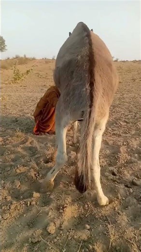 “The donkeys are playing while Furgesso is dancing and enjoying the run. Watch the full short #indan