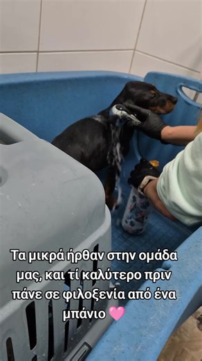 τέσσερα μικρά αδερφάκια ήρθαν στην ομάδα μας! Πριν πάνε στην φιλοξενία τους φυσικά κάνανε μια στάση για μπάνιο 🩷🩷#κουταβι #σκυλος #puppytraining #puppy #dog