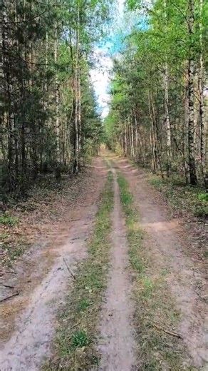 Spring Forest Trails in Volyn Ukraine