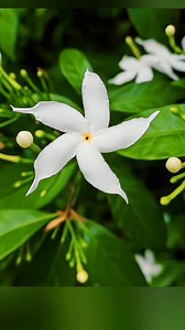 Creative Photography | Tips & Tricks with Phone using Pro Mode 📷 | Mobile Photography Hacks Follow @chandra__ph47 for more photography information Click on vivo y21t @vivo_india Mobile photography ideas | Mobile photography tips & tricks | Easy photography ideas | Viral photography ideas | Phone photography ideas | Flower photography ideas | Trick photography ideas | photography ideas | photography tips and tricks #nature #editing #photography #tipsandtricks #viral @snapdragonofficial | PCM Pho