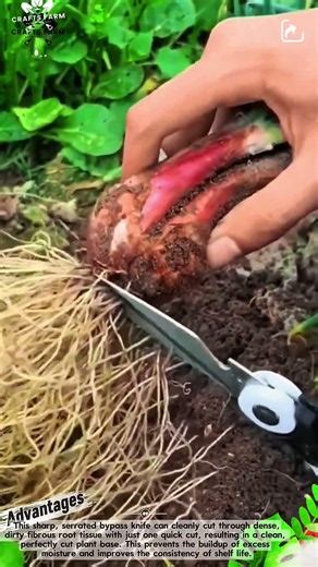 Red Onion Root Trimming and Bulb Cleaning Process for Post-Harvest Market Prep