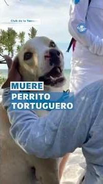 Dan adiós a "Manchas", lomito que cuidaba a tortugas marinas en Yucatán #shorts