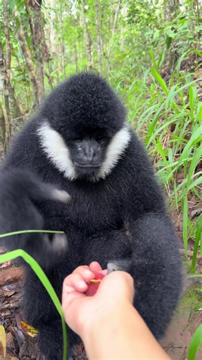 Funny Gibbon and Monkey Moments — Wild Primate Clips