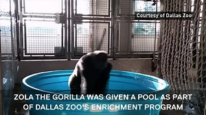 A gorilla has been filmed 'breakdancing' in a paddling pool. Dallas Zoo say they regularly change Zola's surroundings to ensure that he is having fun. | Channel 5 News