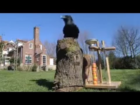 Ravens Solve Test to get Food | Clever Critters | BBC Studios