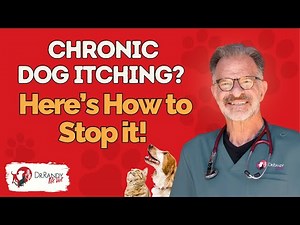 Holistic Solutions for Dog Environmental Allergies & Chronic Itching