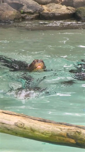 Giant river otters Thor, Matteo, and Yeyuno are geared up for an "otterly" amazing weekend as the stars of our next Wildlife Spotlight Series! ✨ From tomorrow 5/23 - Sunday 5/26 you can catch our trio training with their keepers, slipping down the waterslide, and eating giant fishy ice cakes! 🐟 https://bit.ly/4acesfw | Philadelphia Zoo