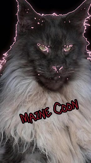 Maine Coon Cats: The Largest Domestic Cat Breed