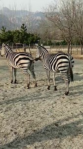 5K views · 25 reactions | Zebra phase fell in love each other. #cutebaby #pet #zebra #love #shortsreels #reelsvideo #reelsfb #camp #NaturalBeauty #animal #naturalnails #animalphotography #love #reels | LIFE Social | Facebook