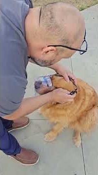 Basket Muzzle for Large Medium Small Dogs