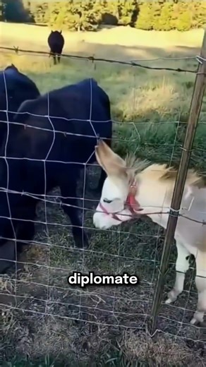 The Battle of the Basin: The Donkey Against the Cows