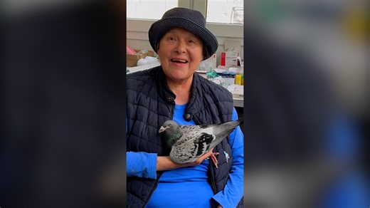 Using fake eggs to control pigeon populations