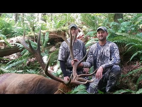 311 inch giant Roosevelt Bow Kill with ASP