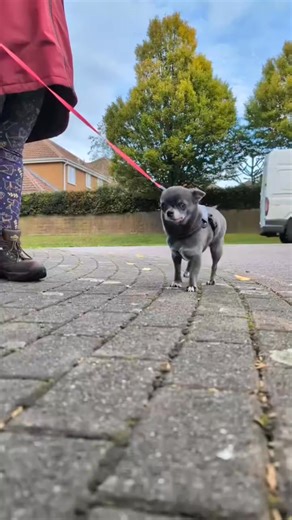 chihuahua #angry #bite #horror #scary | Chihuahua Lover