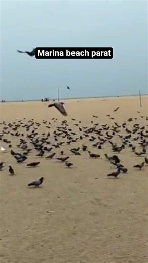 Chennai marina beach parrot 🎯🎯🎯🎯🙏🤠🎯🎯😍 #viral #shortvideo #travel #romanticphrase #youtube #beach #v.