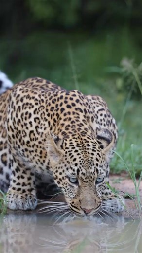A mesmerising pause at the water’s edge. There’s quiet magic in watching a leopard drink - stillness, awareness, and grace, captured in one moment. 🐆: Tinxiya Female 📹️: @kirstjos_photography https://blog.londolozi.com/2025/12/15/introducing-the-tinxiya-female-leopard/?utm_source=Facebook&utm_medium=organic-social&utm_campaign=social&utm_content=1886 | Londolozi Game Reserve