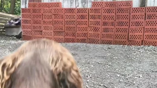 Learn how to train a highly motivated and reliable detection dog! Search development - How to build motivation, precision and stamina. This course gives you all the tools you need to train a solid foundation for detection and tracking dogs. It includes almost 200 videos with detailed instructions of all the training steps. In most of the videos we are wearing a microphone and explains what we do while we are training. We have really tried hard to share as many details and practical tips as possi