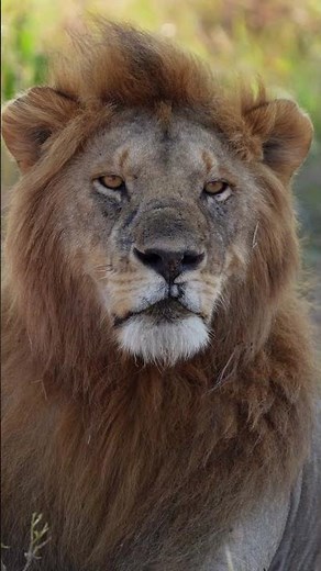The true king of Africa | Serengeti National Park | Tanzania