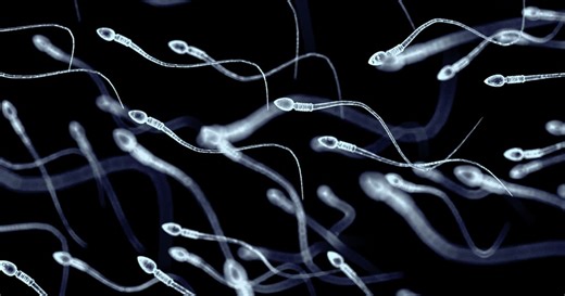Researchers discover mouse sperm's hook shapes enhance uterine penetration