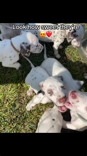 Life is better with a little more love, laughter, and spots! 🖤🤍🐾 Our Dalmatian puppies are ready to meet families who will cherish every playful moment. 📞: (702) 217-2538 #DalmatianLove #SpottyPuppy #DalmatianLife #PuppyTok