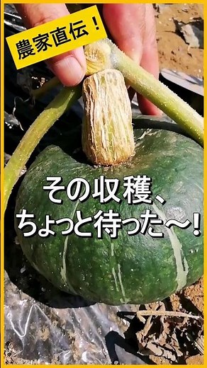 [Pumpkin] A simple way to determine when it's time to harvest [Taught by organic farmers! Pestici...