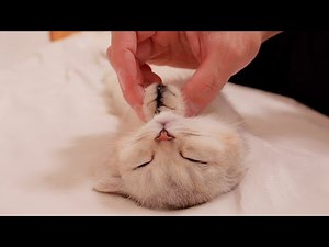 A sleeping kitten won't wake up no matter what you do!