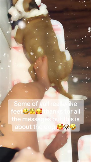 Boxer Dog's Fun Pedicure Moments