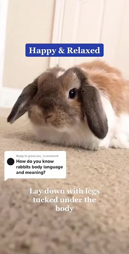 Interpreting Your Bunny's Body Language: A Guide to Understanding Rabbit Behavior