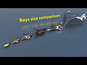 Rays size comparsion | 3D Animation #animation #animals