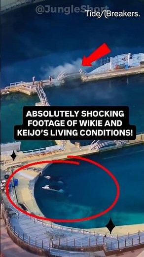 The Last Orcas in France Need Help!