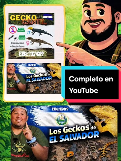 Los Geckos de El Salvador #animals #wildlife #elsalvador #nature #viral